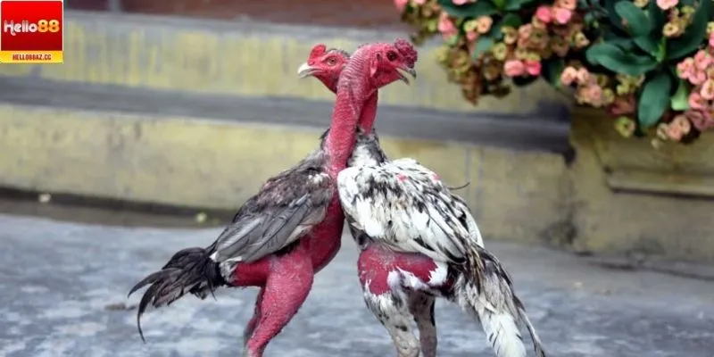 Khái quát về giống gà đòn thi đấu