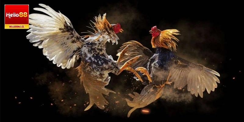 Áp dụng cách chọn gà chọi hay, sở hữu chiến kê tiềm năng