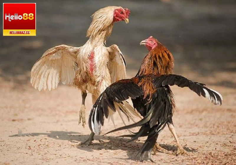 Cá cược đá gà tại Hello88 là lựa chọn tuyệt vời của bet thủ