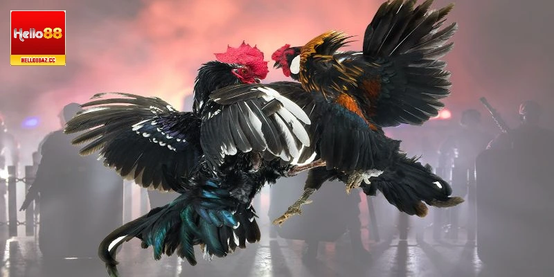 Cách chọn gà chọi hay