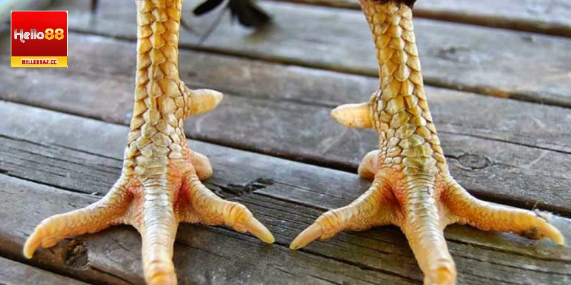 Chiến kê sở hữu đôi chân khỏe, tung đòn đá mạnh mẽ