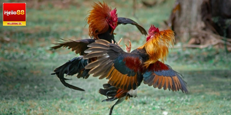 Chiến kê tham gia đá gà cựa sắt miền Tây được kiểm tra vũ khí trước khi thi đấu