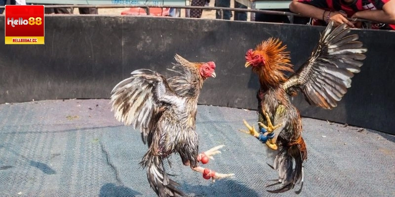 Chọi gà cựa sắt tạo sức hút tuyệt vời nhờ các ưu điểm nổi trội