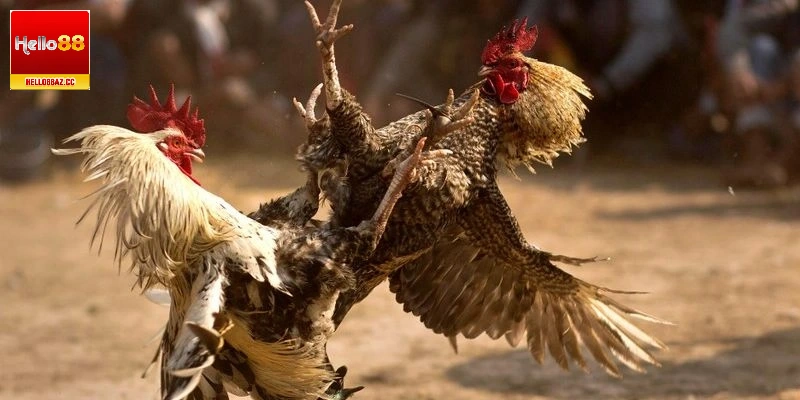 đá gà cựa sắt miền Tây