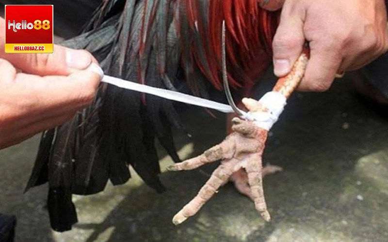 Đá gà cựa sắt nâng cấp và hấp dẫn hơn so với chọi gà truyền thống