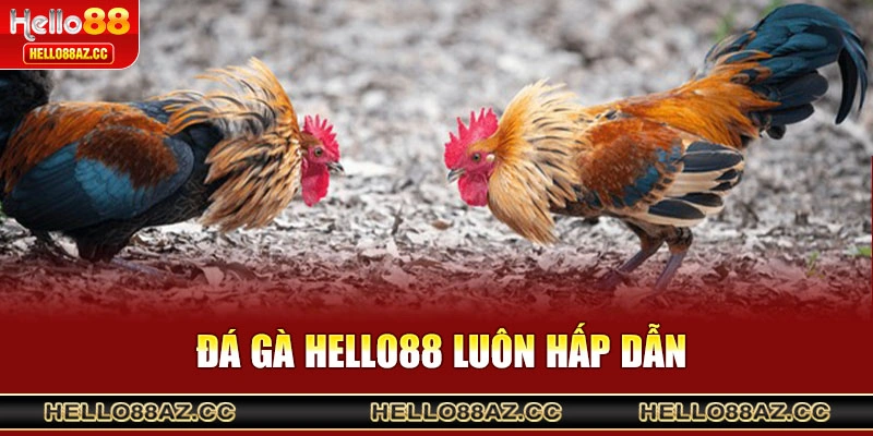 Đá gà Hello88 luôn hấp dẫn