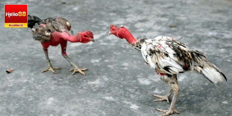 Lựa chọn gà chiến có nguồn gốc rõ ràng, gen vượt trội