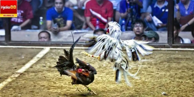 Lưu ý cho người chơi khi chăm và chơi đá gà đòn