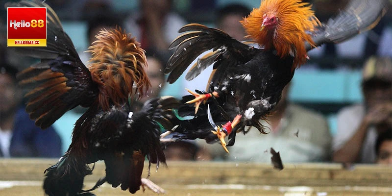 Người chơi chú ý không chọn gà chọi có bệnh lý, thể lực kém