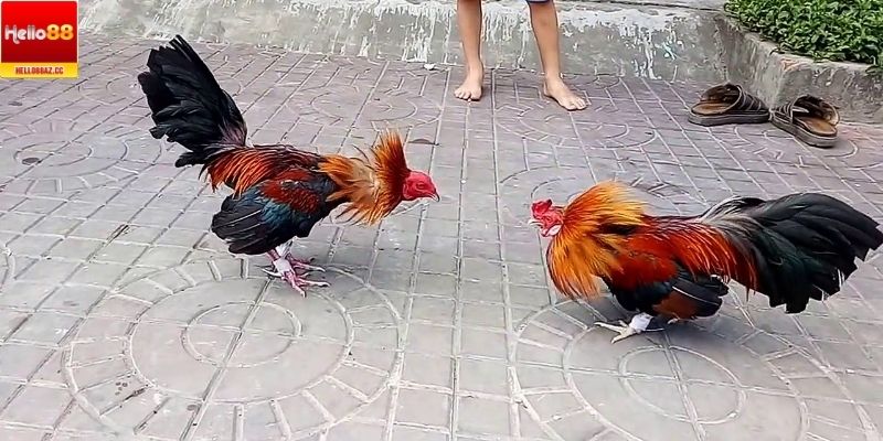 Gà mắt sáng linh hoạt là một chiến kê thông minh