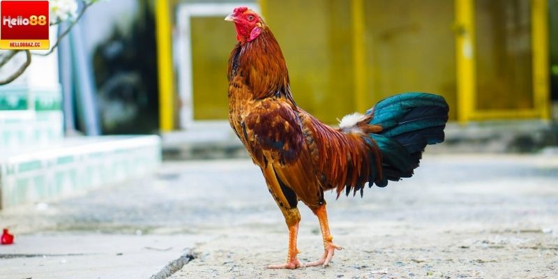 Quan sát kỹ chiến kê để không đặt cược nhầm